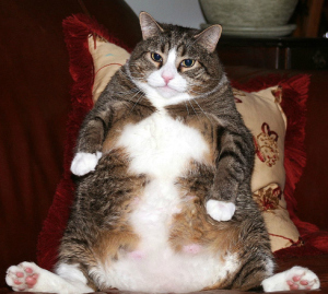 un gatto grasso