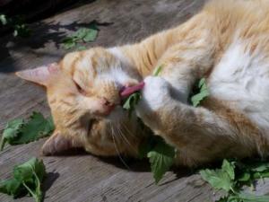 gatto con erba gatta