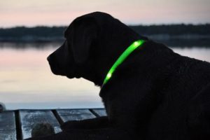 Collare luminoso per cani migliore