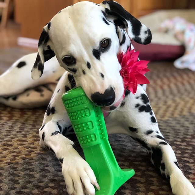 spazzolino migliore per cani