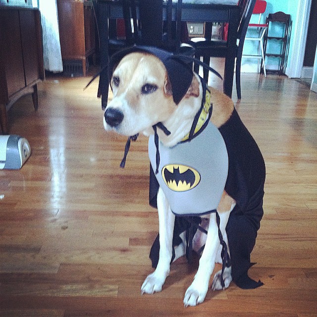 Un classico esempio di bat-cane