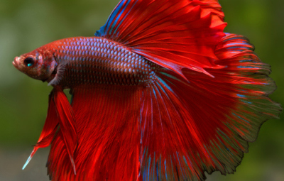 Un maestoso esemplare di Betta splendens