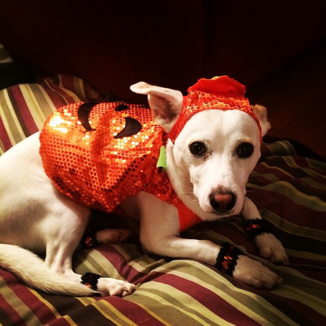 Tante paillettes nel costume di questo cane