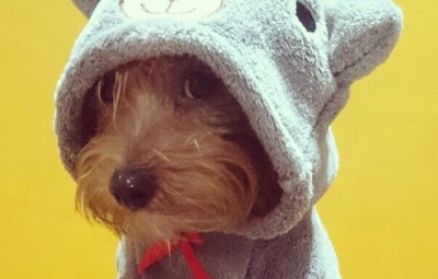 Un cane soddisfatto del suo costumino per Halloween