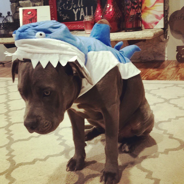 Un cane vestito da pesce-cane