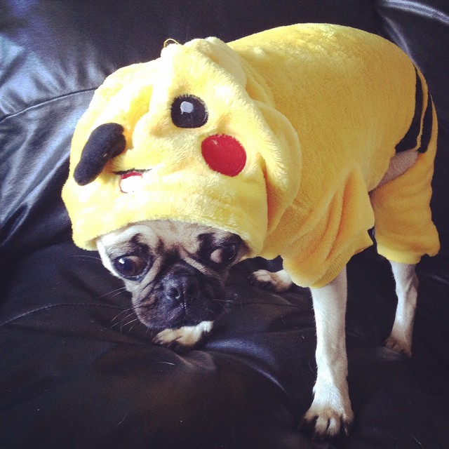Un cane-pokemon non molto entusiasta