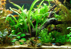 un esempio di allestimento acquario rtopicale di acqua dolce