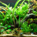 un esempio di allestimento acquario rtopicale di acqua dolce