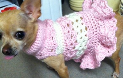 un modello di cappottini per cani
