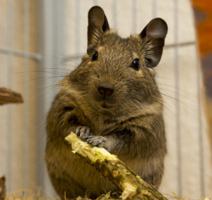 Un simpaticissimo esemplare di degu nella sua gabbietta