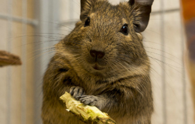 Un simpaticissimo esemplare di degu nella sua gabbietta