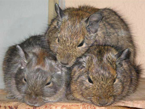 Un trio di simpatici degu