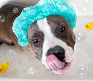 Un cucciolo pronto per lo shampoo per cani