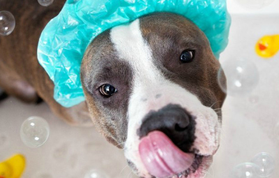 Un cucciolo pronto per lo shampoo per cani