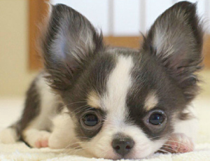 Un cucciolo di chihuahua