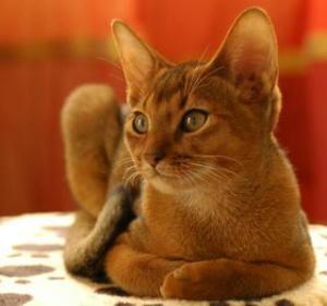 Un esemplare di gatto abissino