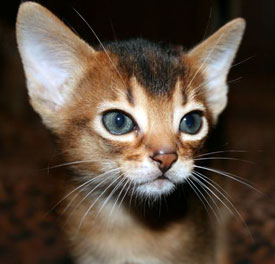 Un cucciolo di gatto abissino variante somala