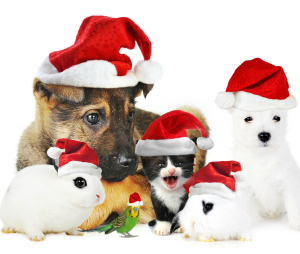 Natale-2014-Pet-Magazine