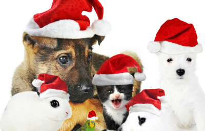 Natale-2014-Pet-Magazine