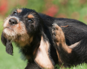 antiparassitari per cani