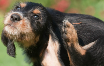 antiparassitari per cani