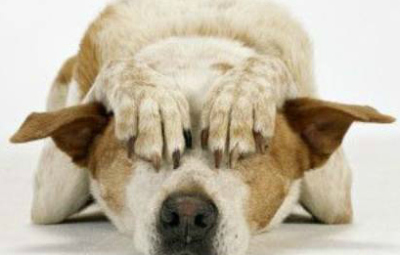 Capodanno e animali come proteggerli dai botti