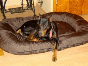 Cuscini per cani