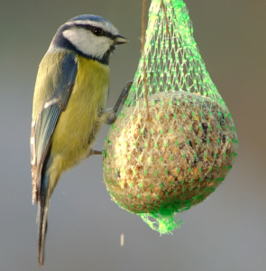 mangime per uccelli