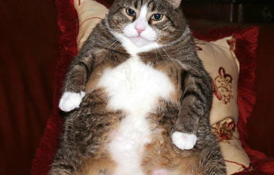 un gatto grasso