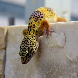 geco leopardino