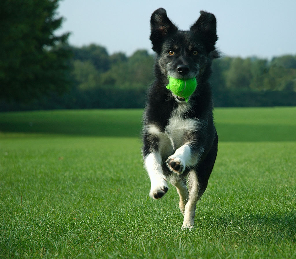 Integratori per cani