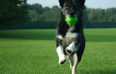 Integratori per cani