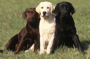 i tre principali colori del labrador