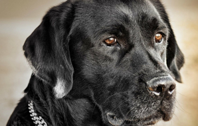 un esemplare di labrador nero