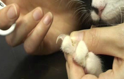 unghie dei gatti