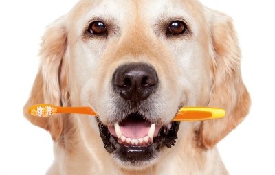 lavare i denti al cane