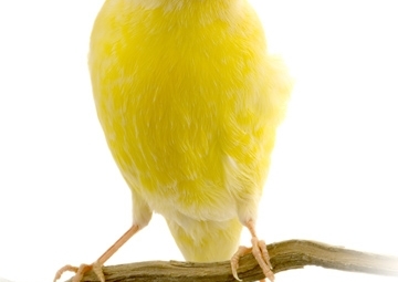 Canarini