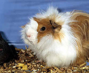 cavia