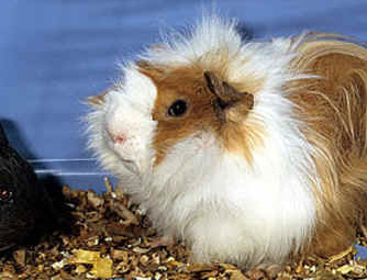 cavia