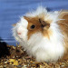 cavia