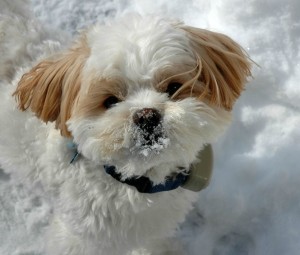 Un simpatico amico a quattro zampe immerso nella neve