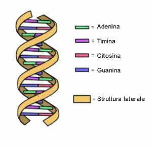 dna-cane