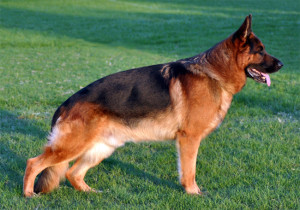 Cane_da_pastore_tedesco_adulto