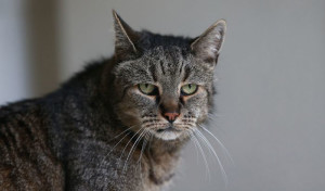gatto-anziano