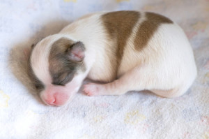 Sleeping newborn Chihuahua puppy