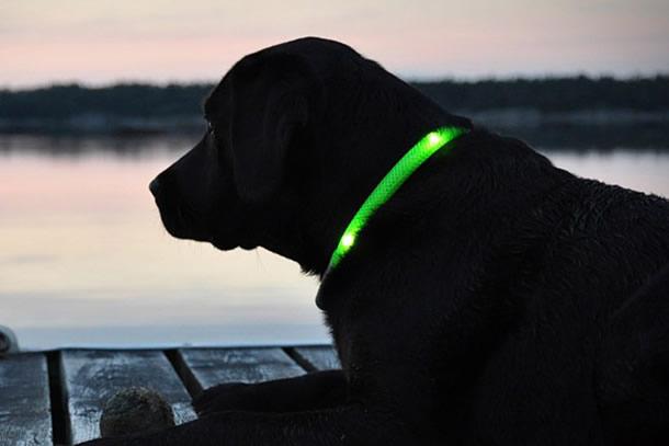 collare luminoso per cani